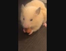 ハムスター