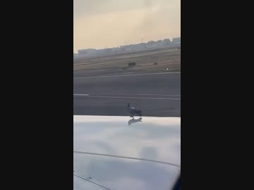 ホモと見る飛行機に乗るハト