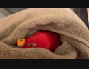 Red birb□Gumi chan