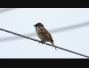 野鳥の鳴き声　スズメ