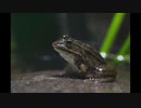 【NNIオリジナル】Takao Frog