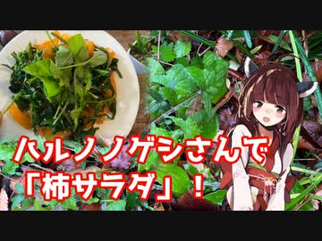 【思い切って野草を食べてみよう】#95 ハルノノゲシさんで「柿サラダ」！