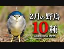 【2月】野鳥の名前10種 #野鳥　#野鳥撮影 　#身近な生き物語