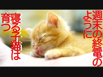 電池切れ保護子猫、週末の終電客のモノマネをする