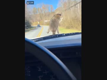 ホモと見る進んでも何も手に入らなかったたぬき