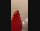 Red birb□Kawaiiyan…wuewuewuewue