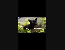 かすれた声が逆にかわいい真っ黒な猫#Shorts【野良猫】【感動猫】