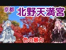 【京都】琴葉茜が代読する北野天満宮の紅葉【色の暴力】