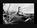 【NNIオリジナル】終わりの森