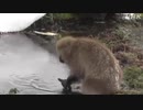 ニホンザルが生きた魚を食べる瞬間 撮影に初めて成功