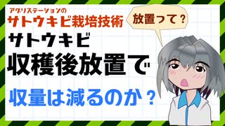 株出し管理時期が遅れると収量も低下する