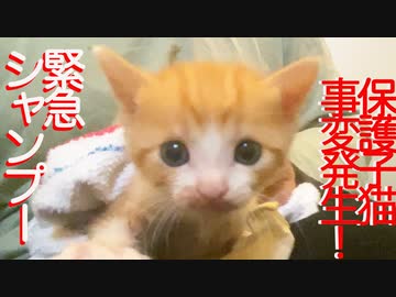 保護子猫、事変を起こしてシャンプーされる