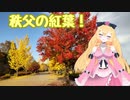 【日帰り観光】秩父の紅葉を見に行く！