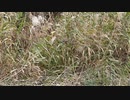 ハチドリみたいな鳥