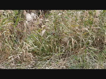 ハチドリみたいな鳥