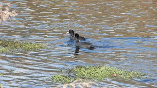 鴨じゃない黒い水鳥の鳴き声