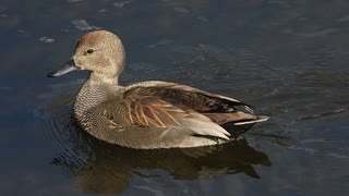 オカヨシガモのオスがキレイに撮れたので