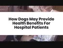 How Dogs May Provide Health Benefits For Hospital Patients