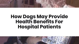 How Dogs May Provide Health Benefits For Hospital Patients