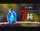 【3月】野鳥の名前7種　#野鳥　#野鳥撮影 　#身近な生き物語