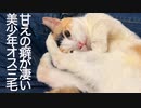 美少年オス三毛猫、謎生物に育ちボス猫にシバかれる