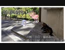 SOUVENIR/BUMP OF CHICKEN(Piano.ver)【SynthV琴葉姉妹カバー】
