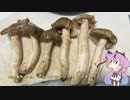 珍食材が食べたい！#113　ウラベニホテイシメジのバター醤油炒め