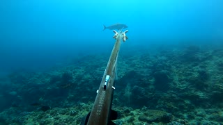 【魚突き】奄美大島  2021年9月26日 アオチビキ オニカマス