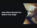 How Often Should You Bathe Your Dog