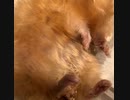 キンクマハムスター