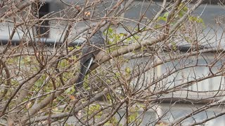 ヒヨドリの鳴き声【野鳥の鳴き声図鑑】