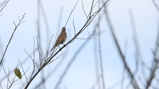 ツグミの鳴き声　地鳴き