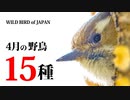 【4月】鳥の名前15種　#野鳥　#野鳥図鑑 　#身近な生き物語