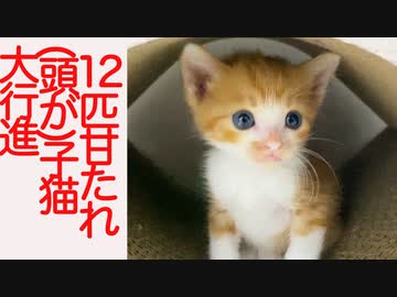 12匹、(頭が)子猫大行進の夏