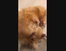 キンクマハムスター