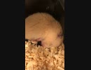 キンクマハムスター