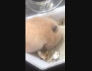 キンクマハムスター