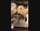 ハムスター　ハムスター