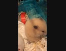 ハムスター ハムスター