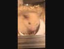 キンクマハムスター