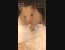 キンクマハムスター