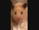 ちょこんと　キンクマハムスター