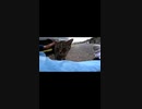 猫島のキジトラ猫の甘え方が可愛すぎる#Shorts【野良猫】【感動猫】