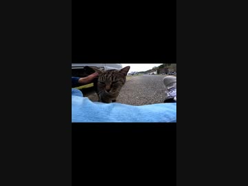 猫島のキジトラ猫の甘え方が可愛すぎる#Shorts【野良猫】【感動猫】