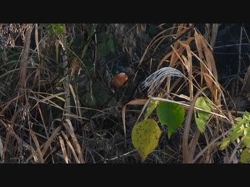 2連ペリット吐きカワセミ
