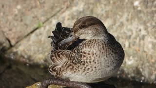 コガモのメスの鳴き声