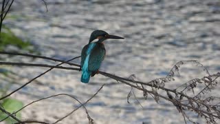 エビを食べる鳥