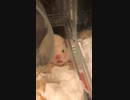 クンクンぴろぴろハムスター