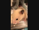 にゅきハムスター