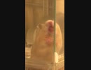 ぺろぺろぴろぴろハムスター